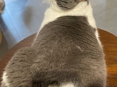 -有猫咖啡umeow coffee