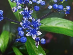 -海南热带雨林国家公园吊罗山景区