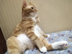 -暖阳宠物医院·犬猫康复中心·骨科