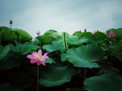 -荷塘月色湿地公园·向阳花洲