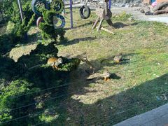 -大连森林动物园