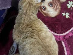 -芭比堂爱心动物医院(柯桥康爱分院)