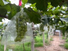 -马陆小张葡萄园农家乐