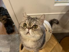 -楼上猫咖(罗湖店)