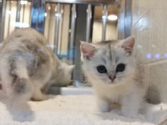 -1013 PET SHOP 宠物商店(近铁城市广场店)