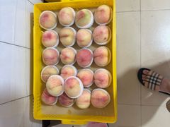 -老袁家蜜桃农场·阳山水蜜桃