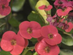 -北京植物园-展览温室