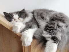 -Catmate·猫肥家润(金润铂宫店)