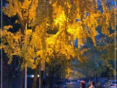 -三里屯东五街银杏大道