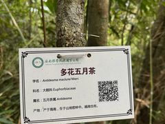 -海南热带雨林国家公园吊罗山景区