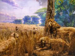 -美国自然历史博物馆