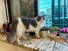 -楼上猫咖(罗湖店)
