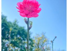 -桃花涧