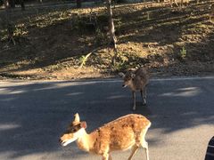 -清迈夜间动物园