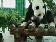 -广州动物园