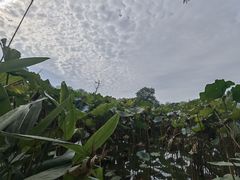-长兴太湖图影湿地文化园