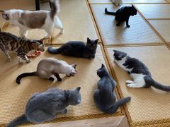 -泰国佛·塔罗·泰牌狐仙古曼