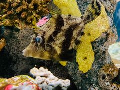 -太平洋海底世界