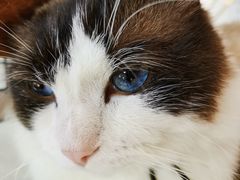 -喵喵咪呀布偶猫咖(春熙路店)