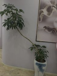 -紫琪尔胸部养护中心