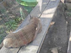 -青藏高原野生动物园
