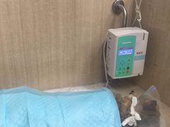 -北京观赏动物医院·24小时大型综合·猫专科·异宠专科