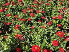 -羊亭河湿地公园