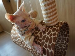 -猫腻·猫咖·撸猫馆(星光大道店)