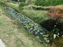 -三垟湿地