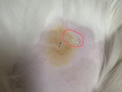 -创凡宠物医院·骨专科  猫科中心(西乡分院)