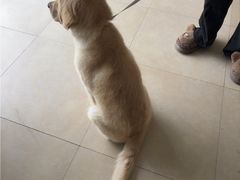 -艾贝尔宠物医院·狂犬免疫点(江山金象城店)