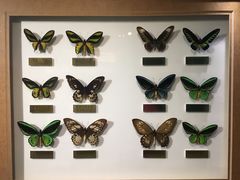 -上海昆虫博物馆