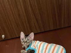 -山宅一喵德文卷毛猫舍