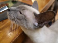 -more than meow吴止猫主题餐厅(承德 中船汇店)