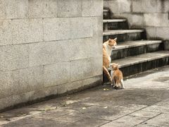 -大塘金香草谷