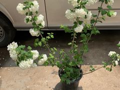 -双季花艺园艺市场(浦东店)