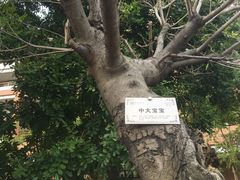 -中山大学学者灵芝(园南路店)