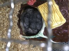 -上海大自然野生昆虫馆