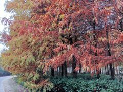 -上海海湾国家森林公园