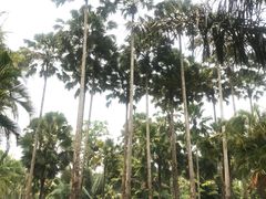 -中国科学院西双版纳热带植物园