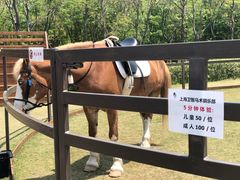 -上海长兴岛郊野公园