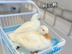 -怪兽屋·羊驼·猫咖·狗咖(俊华广场店)