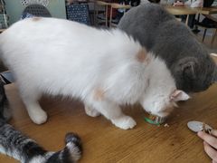 -平行世界·猫咖(首经贸店)