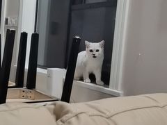-喵zoo家庭繁育猫舍(尖东智能花园店)