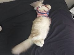 -达爱动物医院·犬猫分区·CT·复杂眼科(远洋山水分院)