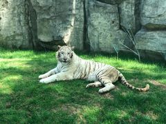 -北京野生动物园