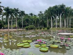 -中国科学院西双版纳热带植物园