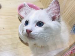 -屋虎猫馆(宝安大仟里店)
