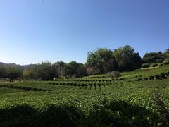 -雁南飞茶田景区