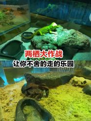 -七巧国萌宠乐园(龙湖天街店)